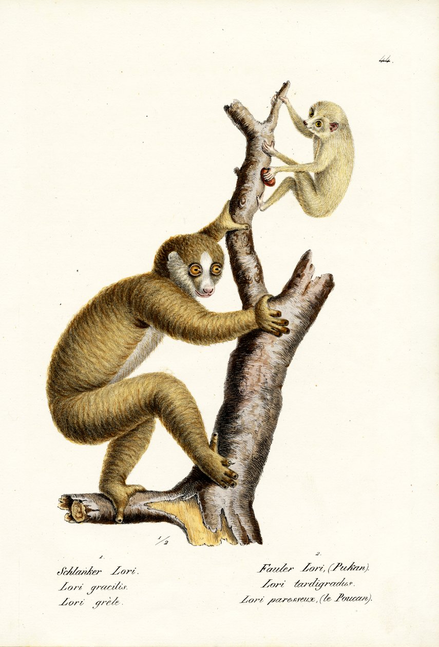 Slender Loris，1824年 作者 卡尔·约瑟夫·布罗特曼