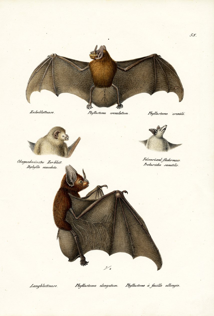 Spear-Nosed Bats，1824年 作者 卡尔·约瑟夫·布罗特曼