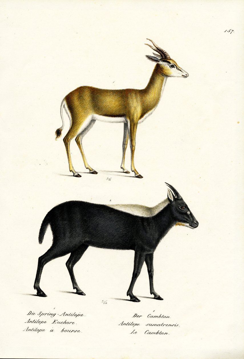 Springbuck，1824年 作者 卡尔·约瑟夫·布罗特曼