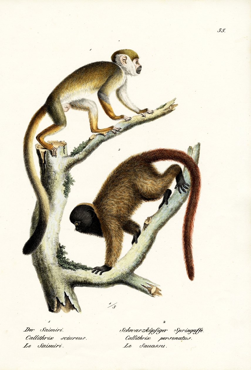 松鼠猴，1824年 作者 卡尔·约瑟夫·布罗特曼