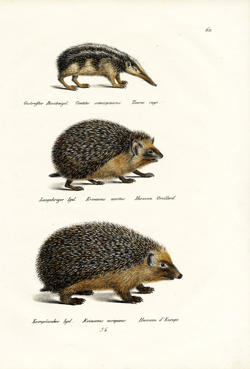 1824年，Tailless Tenrec 作者 卡尔·约瑟夫·布罗特曼