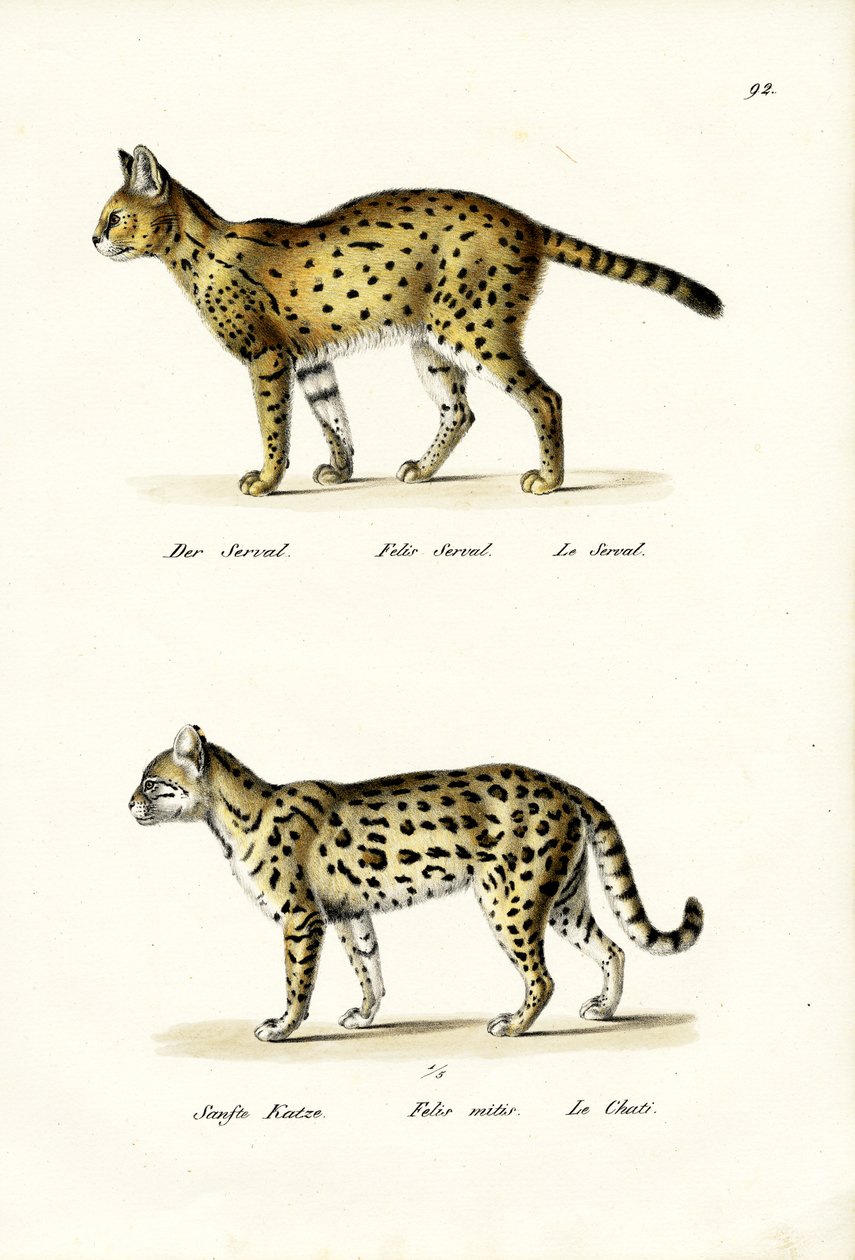 老虎猫，1824年 作者 卡尔·约瑟夫·布罗特曼