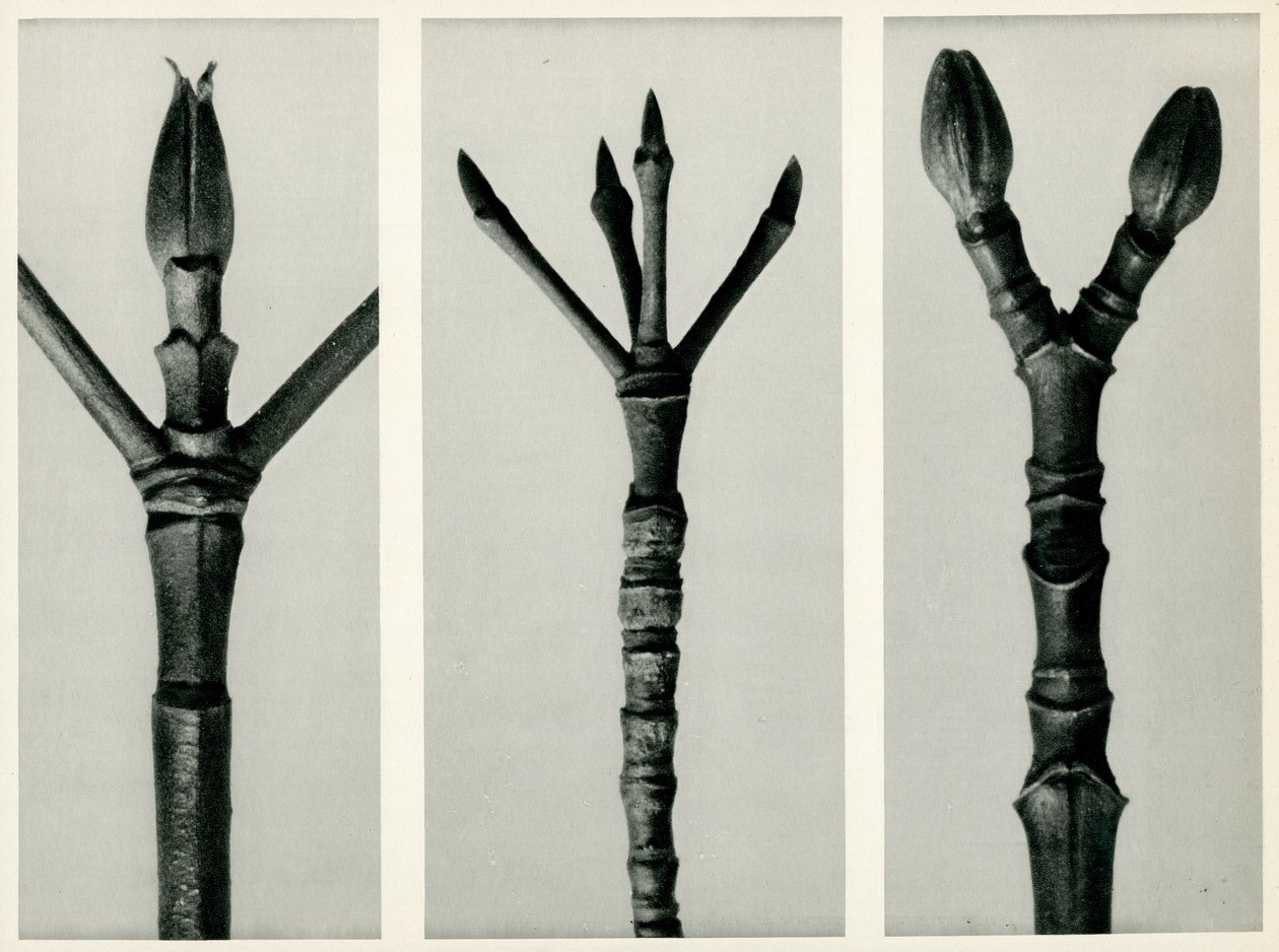 Cornus Nuttallii，1929（照相凹版） 作者 卡尔·布罗斯费尔特