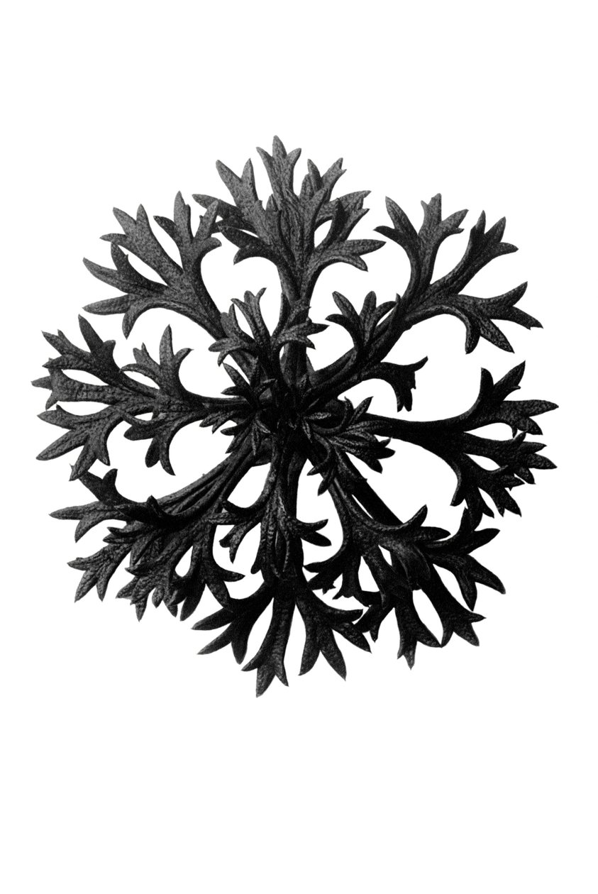 艺术的原始形式(Urformen der Kunst) 作者 卡尔·布罗斯费尔特