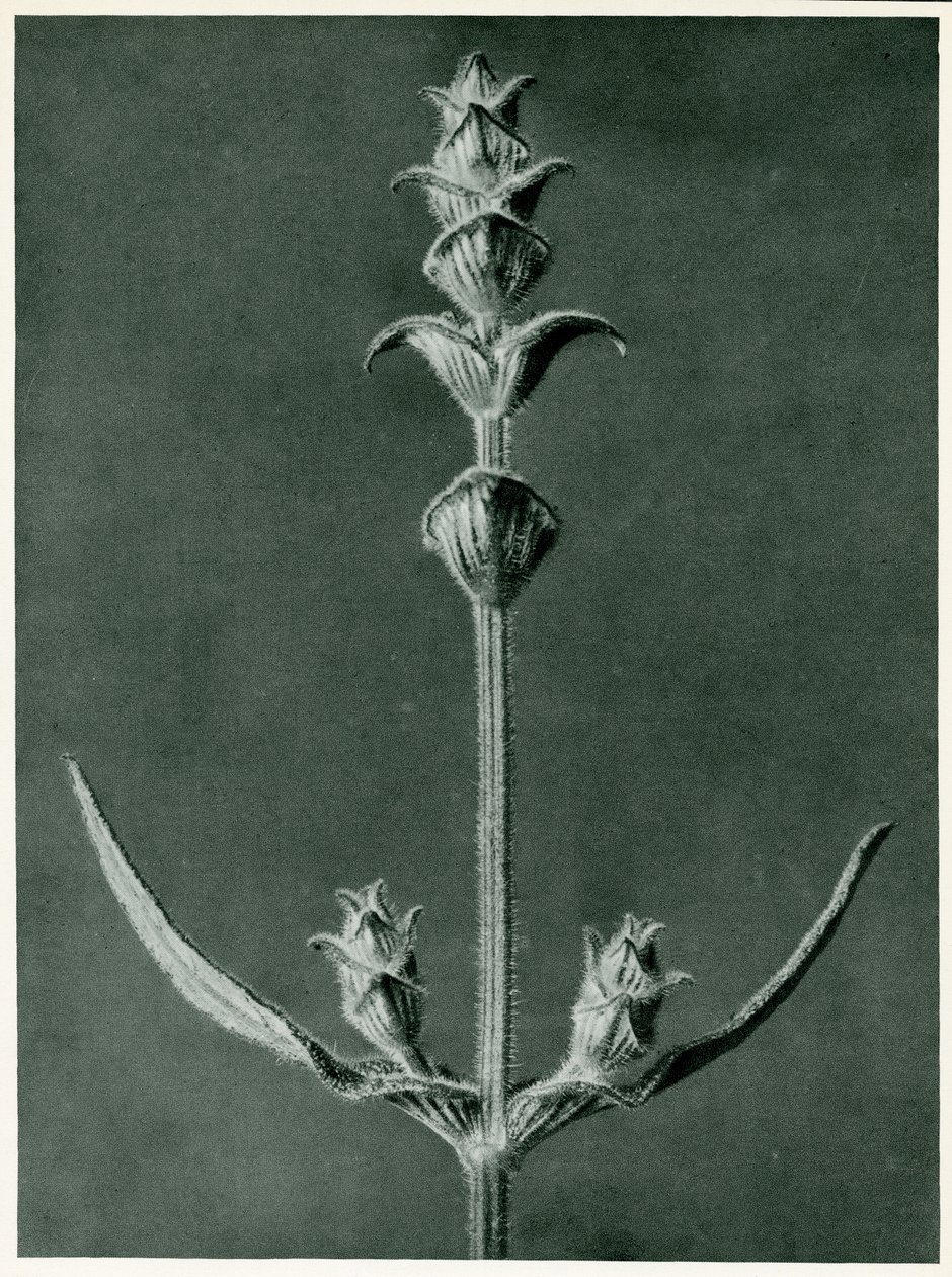 Salvia，1929（照片制作） 作者 卡尔·布罗斯费尔特