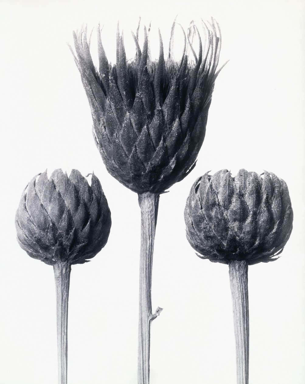 Serratula Nudicaulis（裸茎锯木），c.1928年（明胶银版） 作者 卡尔·布罗斯费尔特