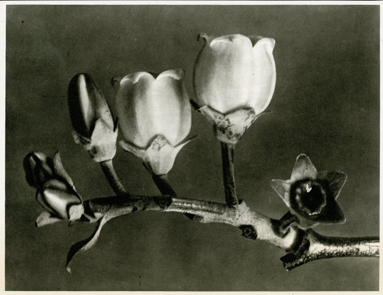 牛痘（Vaccinium Corymbosum）。 1929年（照相凹版） 作者 卡尔·布罗斯费尔特
