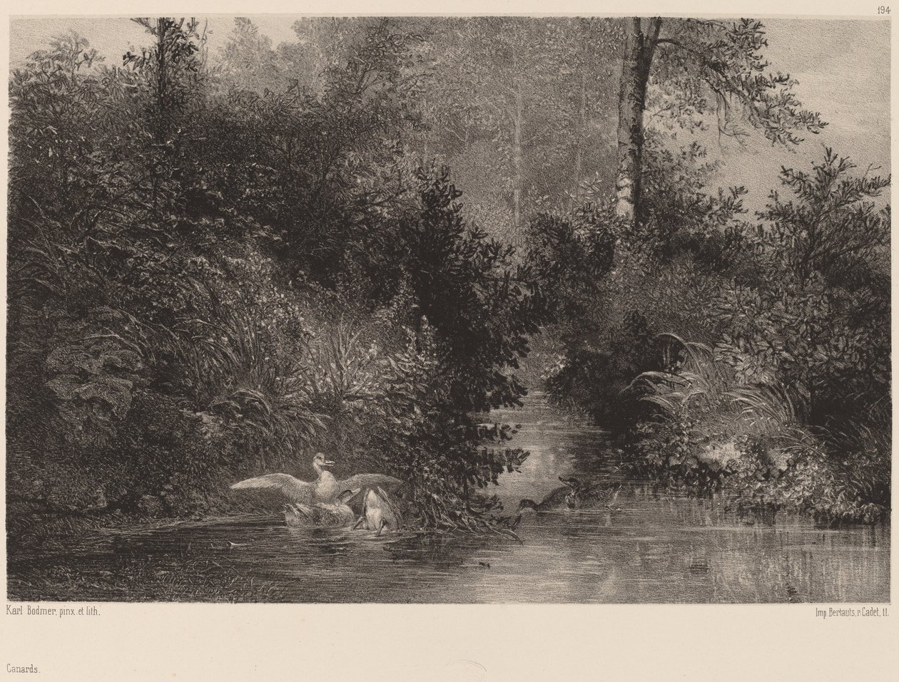 Canards, 18611866. 作者 卡尔·博德默