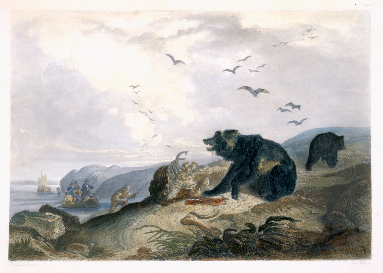 从“北美内陆旅行”第2卷第36页看到灰熊的狩猎，由Lucas Weber雕刻，1844年（aquatint） 作者 卡尔·博德默