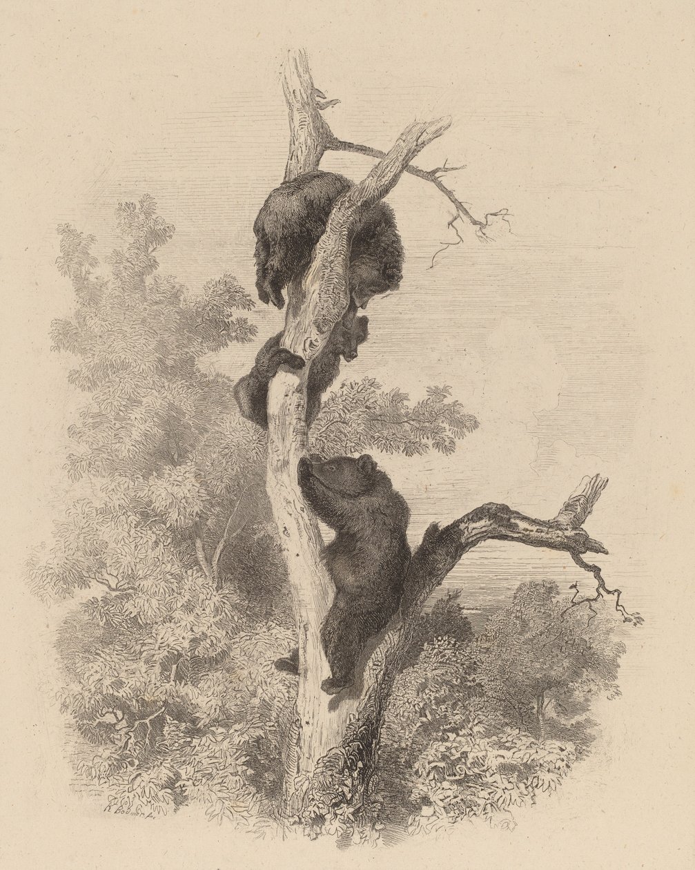 Les Ours The Bears, 18581874。 作者 卡尔·博德默