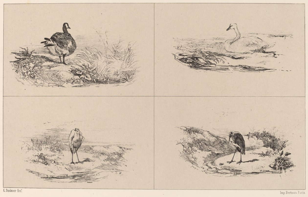 Oies, Cygnes, herons. 作者 卡尔·博德默