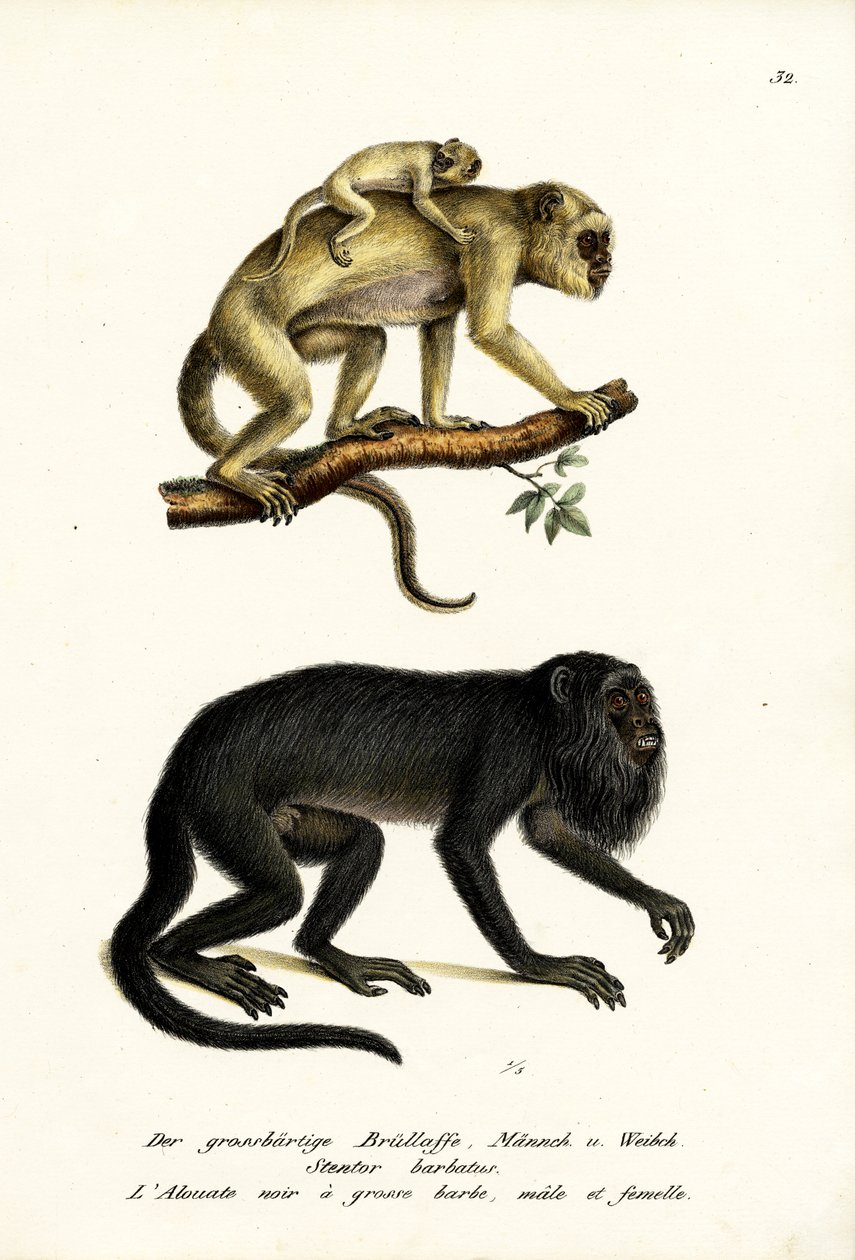 黑吼猴，1824年 作者 卡尔·约瑟夫·布罗特曼