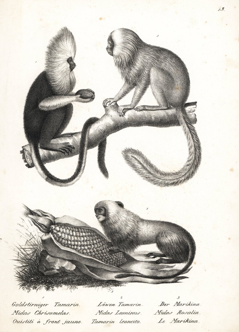 水头狨 Callithrix flaviceps（濒危）1 和金狮狨 Leontopithecus rosalia（濒危）2、3。卡尔-约瑟夫-布罗特曼（Karl Joseph Brodtmann）绘制的石版画，选自海因里希-鲁道夫-申茨（Heinrich Rudolf Schinz）的《人与动物自然史图解》。 作者 卡尔·约瑟夫·布罗特曼