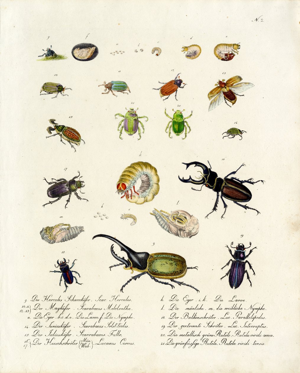  作者 卡尔·约瑟夫·布罗特曼