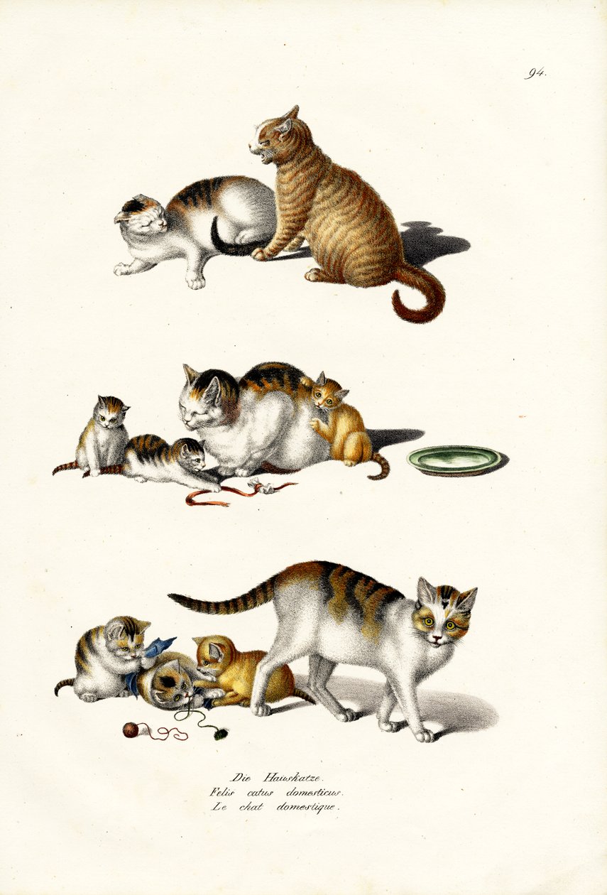 国内猫，1824年 作者 卡尔·约瑟夫·布罗特曼