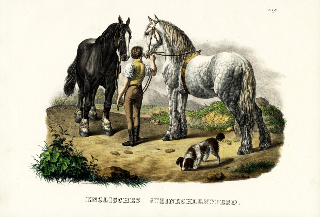 英国皮马，1824年 作者 卡尔·约瑟夫·布罗特曼