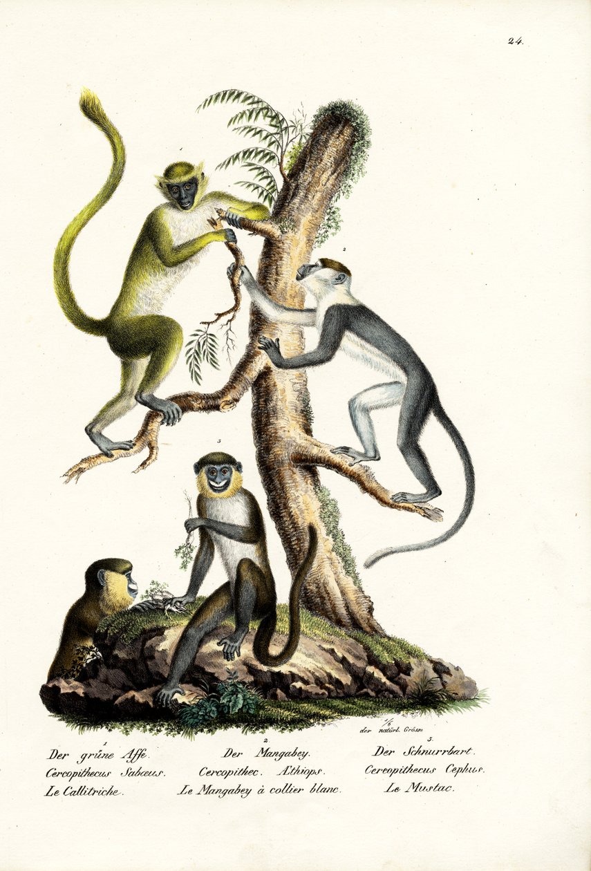 绿猴，1824年 作者 卡尔·约瑟夫·布罗特曼