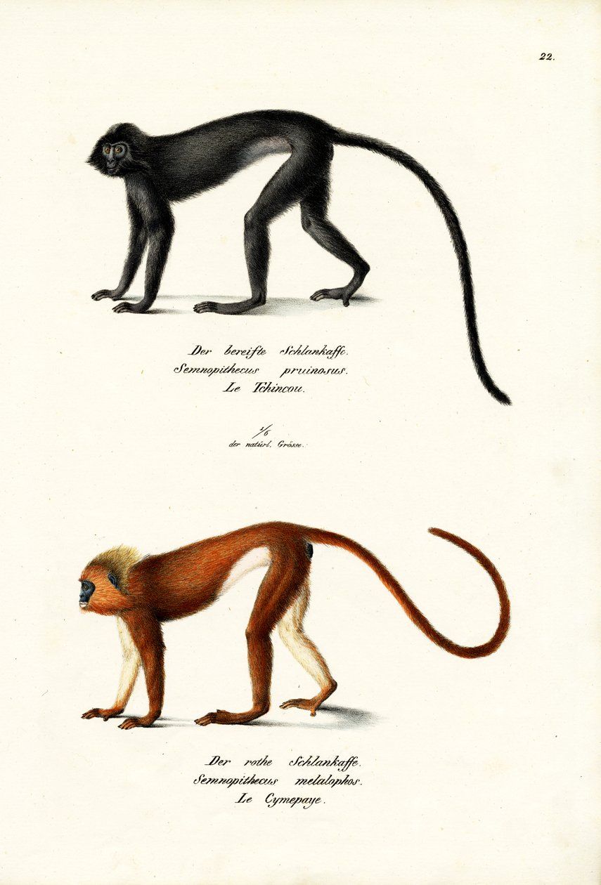 Hanuman Langur，1824年 作者 卡尔·约瑟夫·布罗特曼
