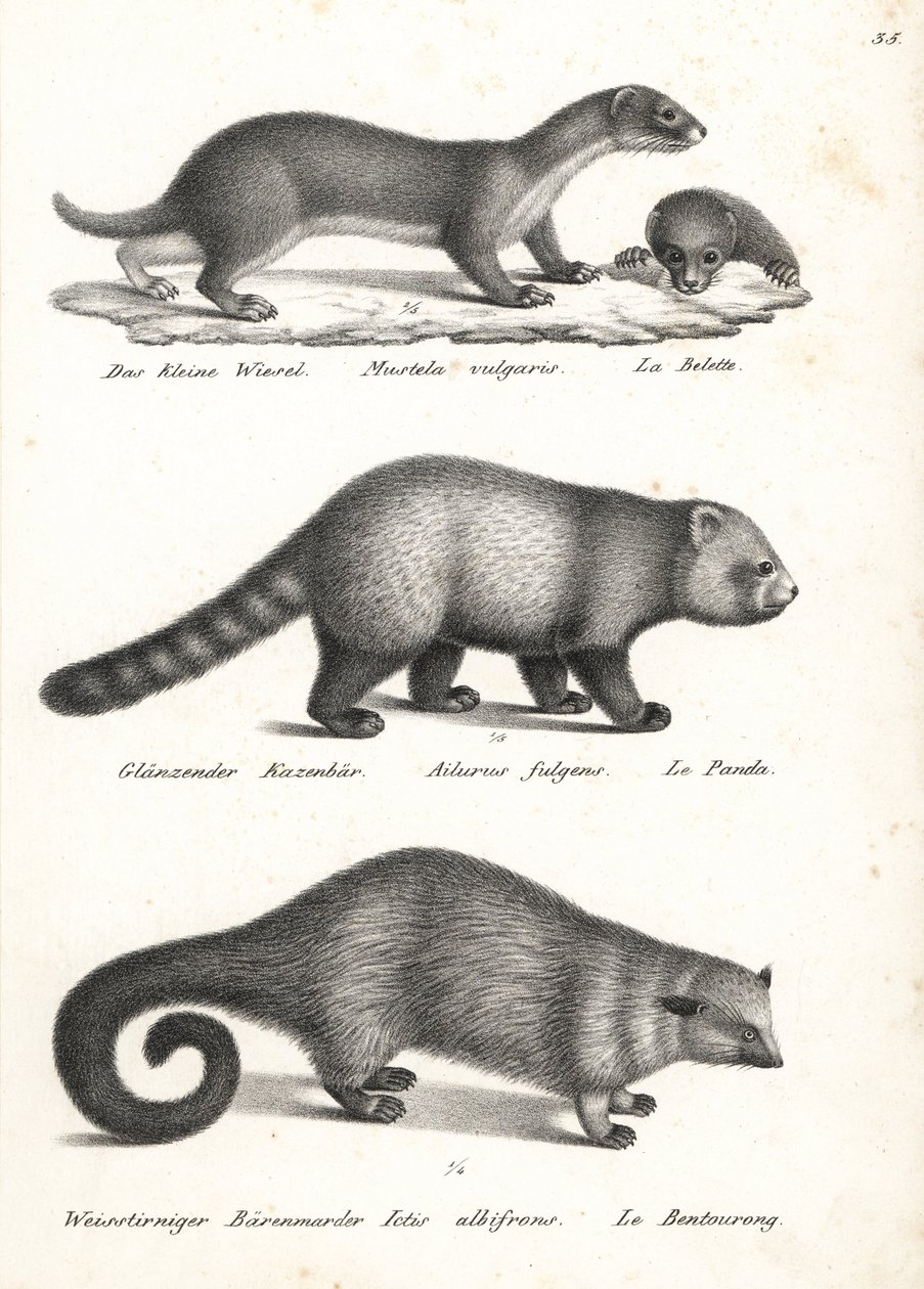 黄鼠狼 (Mustela nivalis 1)、小熊猫 (Red panda)、小熊猫 (Ailurus fulgens) 2 (Ailurus fulgens 2)，以及熊猫 (Arctictis binturong) 3 (弱势)。 卡尔·约瑟夫·布罗德曼 (Karl Joseph Brodtmann) 的石版画，出自海因里希·鲁道夫·辛茨 (Heinrich Rudolf Schinz) 的《人类与动物自然史插图》 作者 卡尔·约瑟夫·布罗特曼