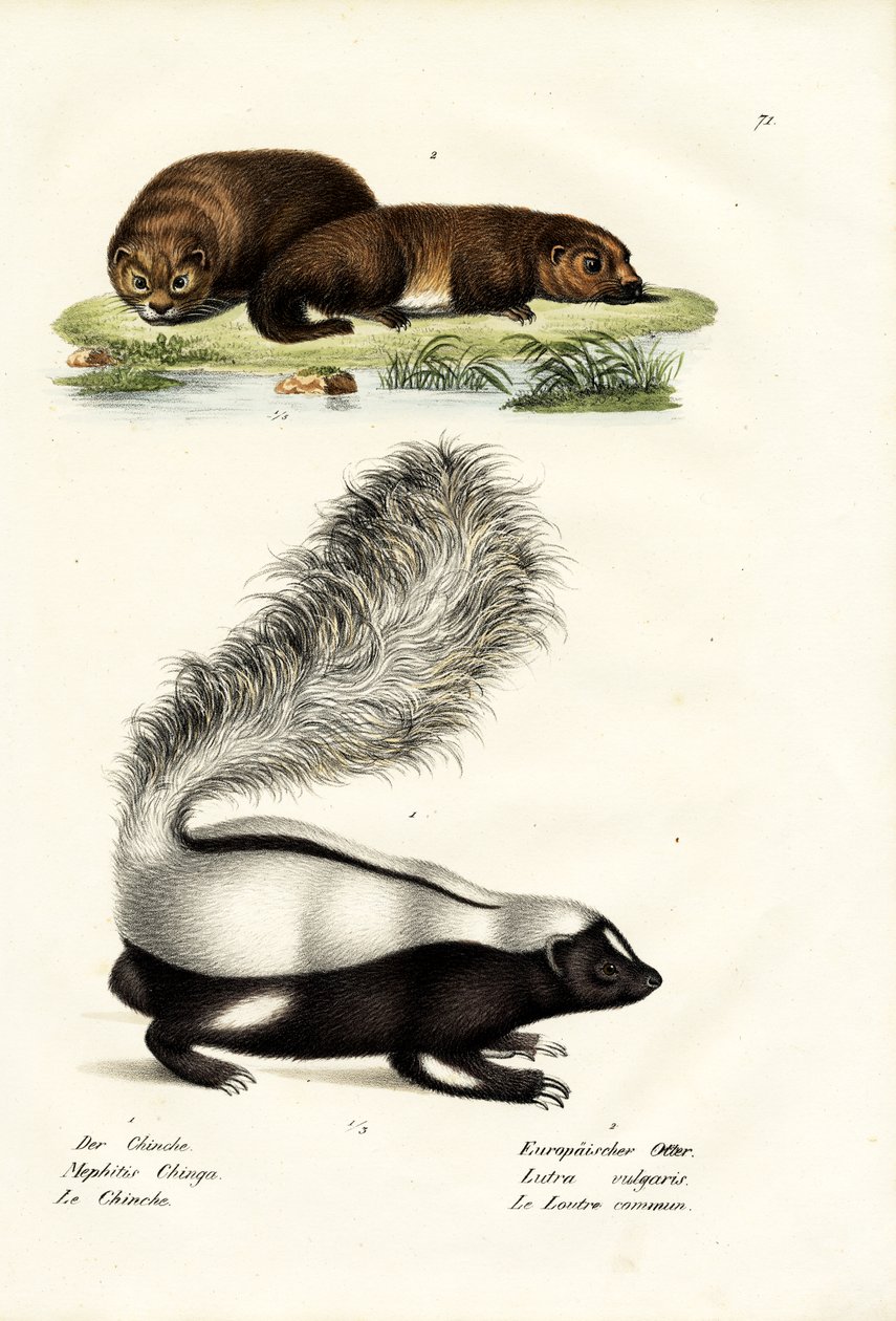 Molina&39;S Hog-Nosed臭鼬，1824年 作者 卡尔·约瑟夫·布罗特曼