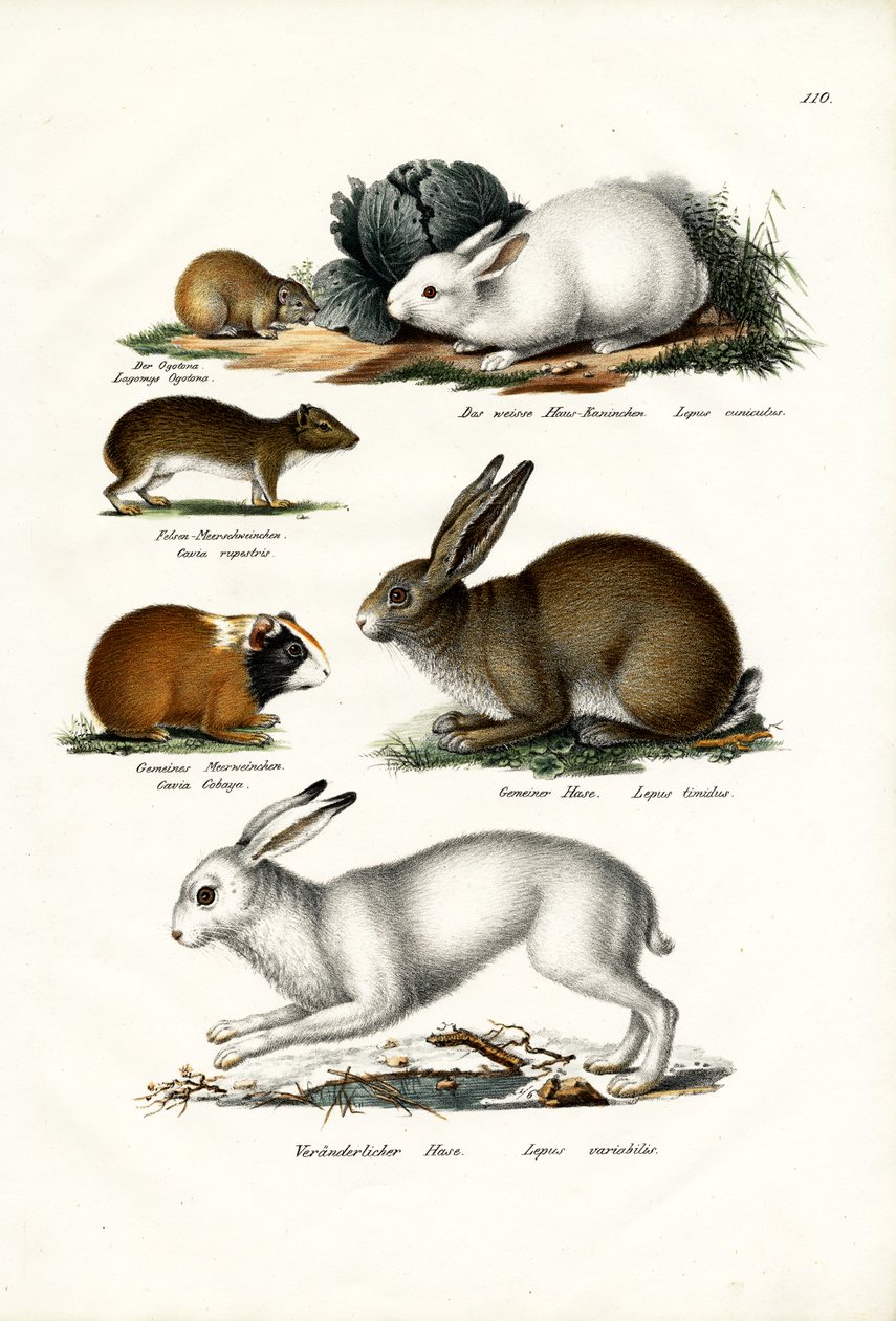 Ogotone Hare，1824 作者 卡尔·约瑟夫·布罗特曼