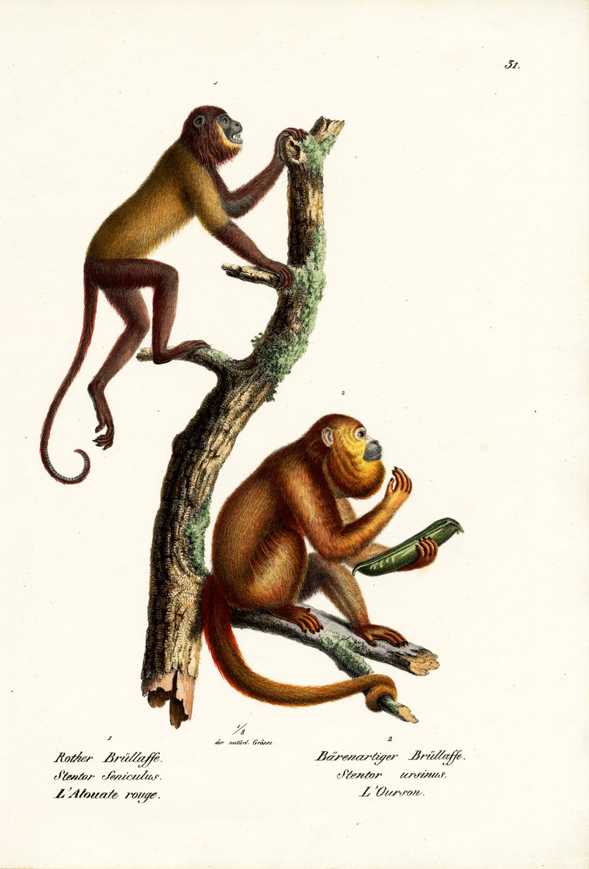 红吼猴，1824年 作者 卡尔·约瑟夫·布罗特曼