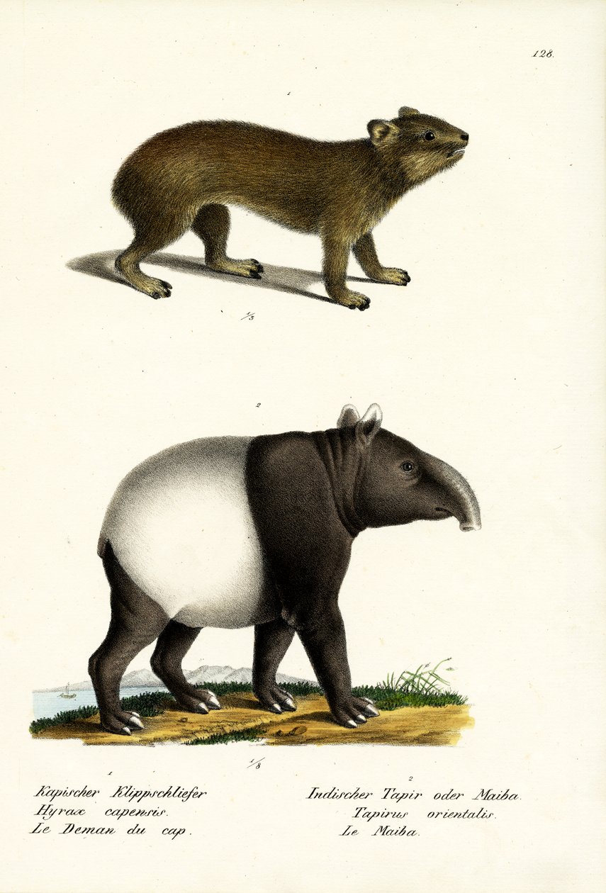 Rock Hyrax，1824 作者 卡尔·约瑟夫·布罗特曼