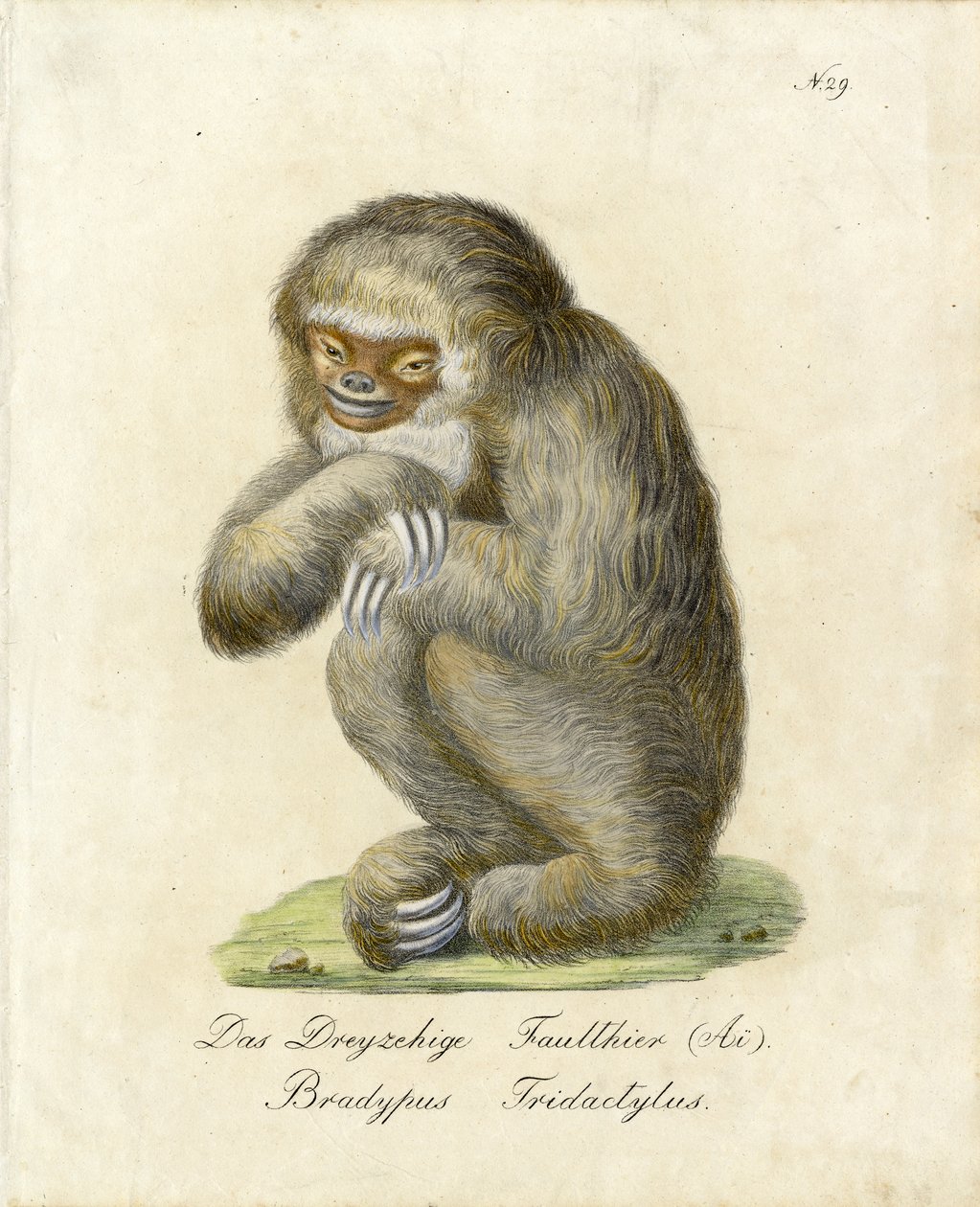  作者 卡尔·约瑟夫·布罗特曼