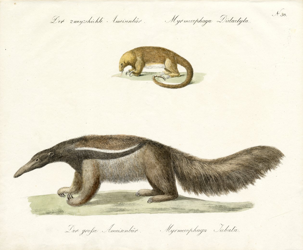  作者 卡尔·约瑟夫·布罗特曼