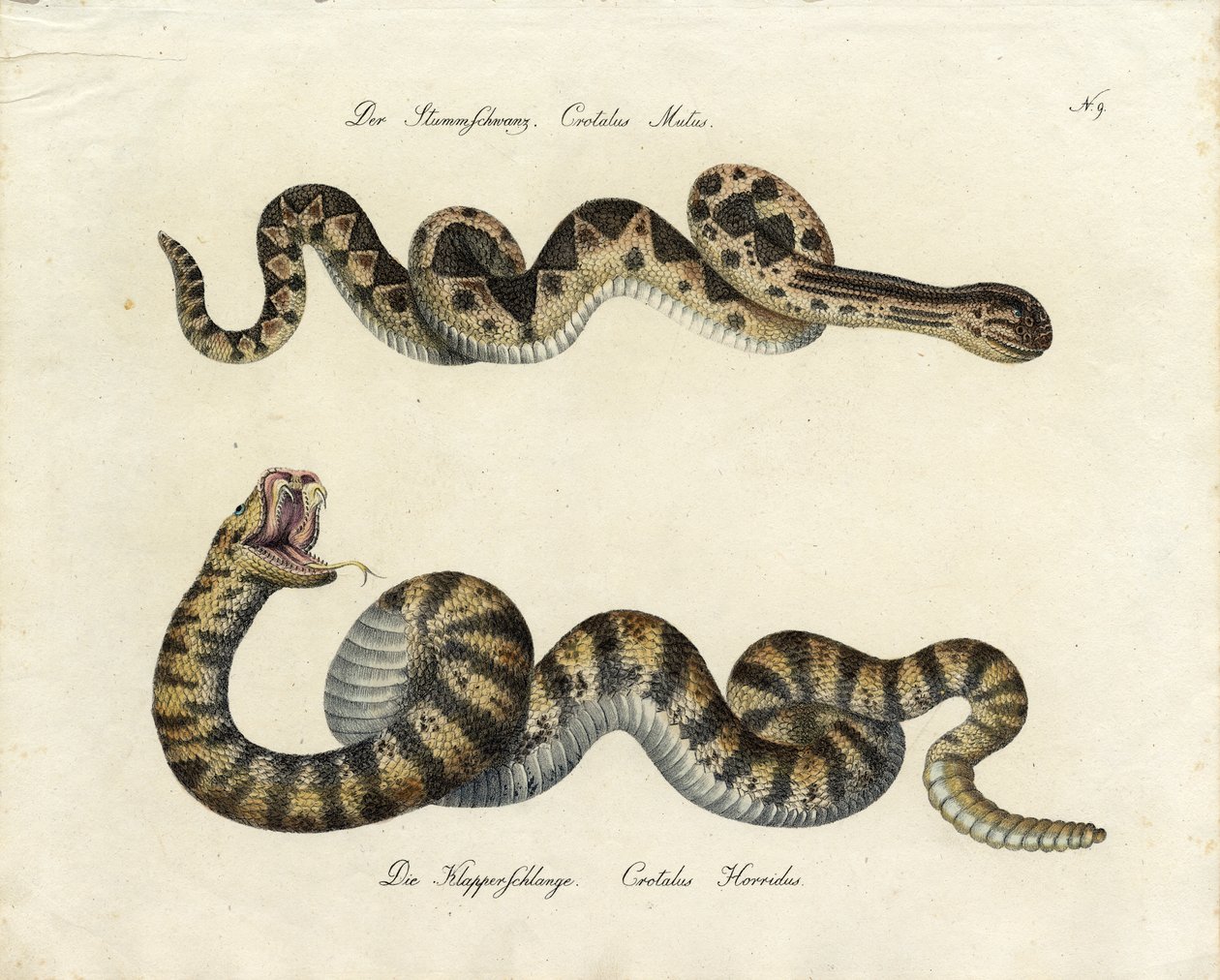  作者 卡尔·约瑟夫·布罗特曼