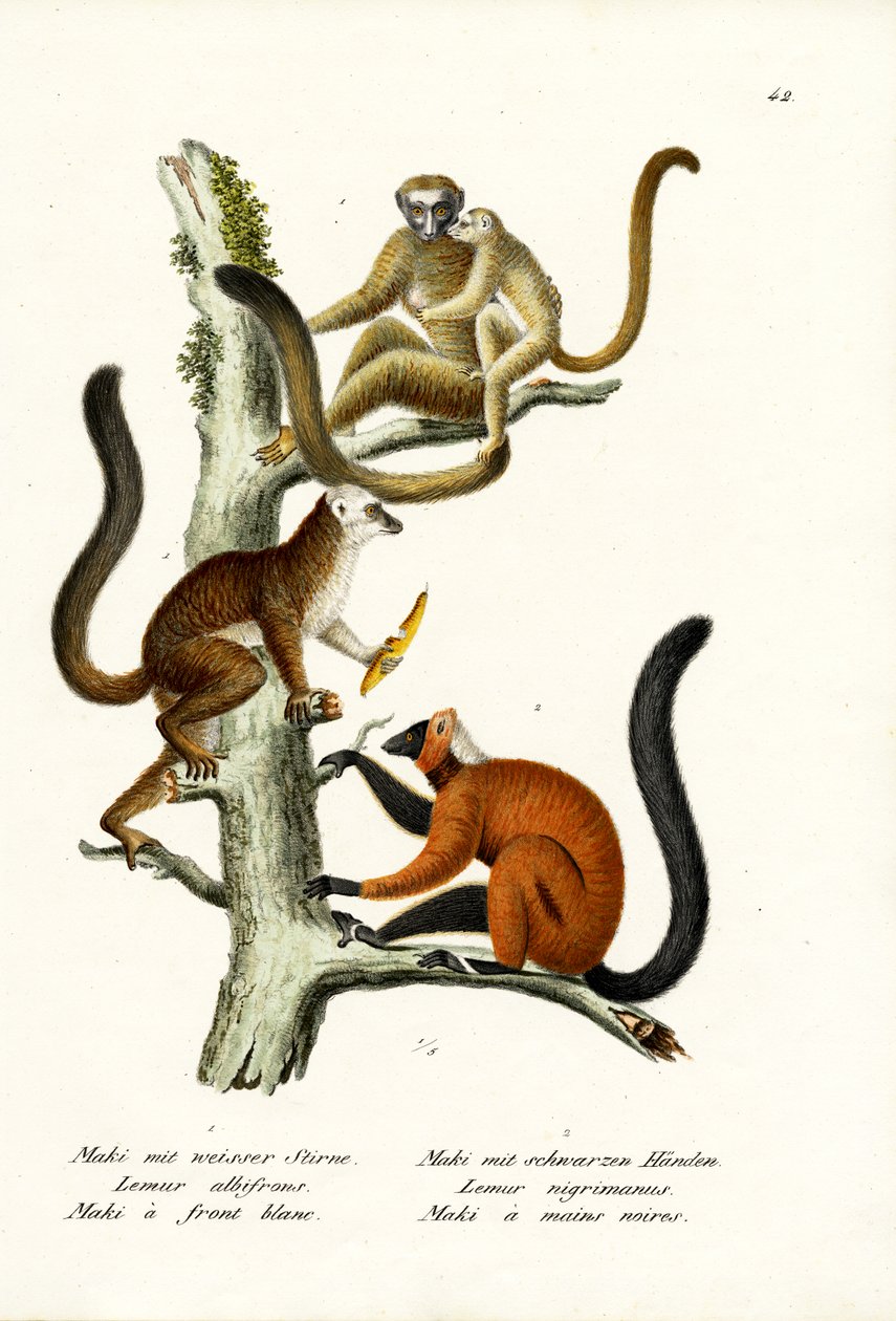 白脸狐猴，1824年 作者 卡尔·约瑟夫·布罗特曼