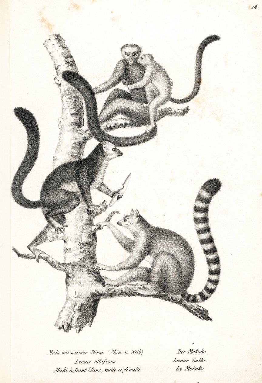 白头狐猴 (Eulemur albifrons)，雄性和雌性，濒临灭绝 1，以及环尾狐猴 (Lemur catta)，濒临灭绝 2。卡尔·约瑟夫·布罗德曼 (Karl Joseph Brodtmann) 的石版画，选自海因里希·鲁道夫·辛茨 (Heinrich Rudolf Schinz) 的《人类与动物自然史插图》 作者 卡尔·约瑟夫·布罗特曼