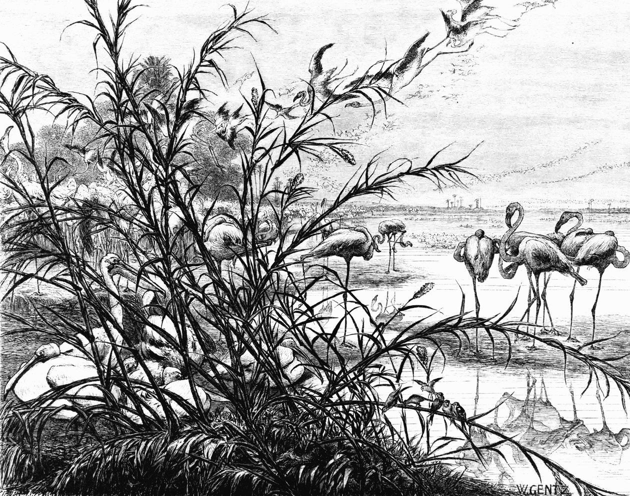 梅纳莱湖上的鸟类议会，1880年 作者 卡尔·威廉·根茨