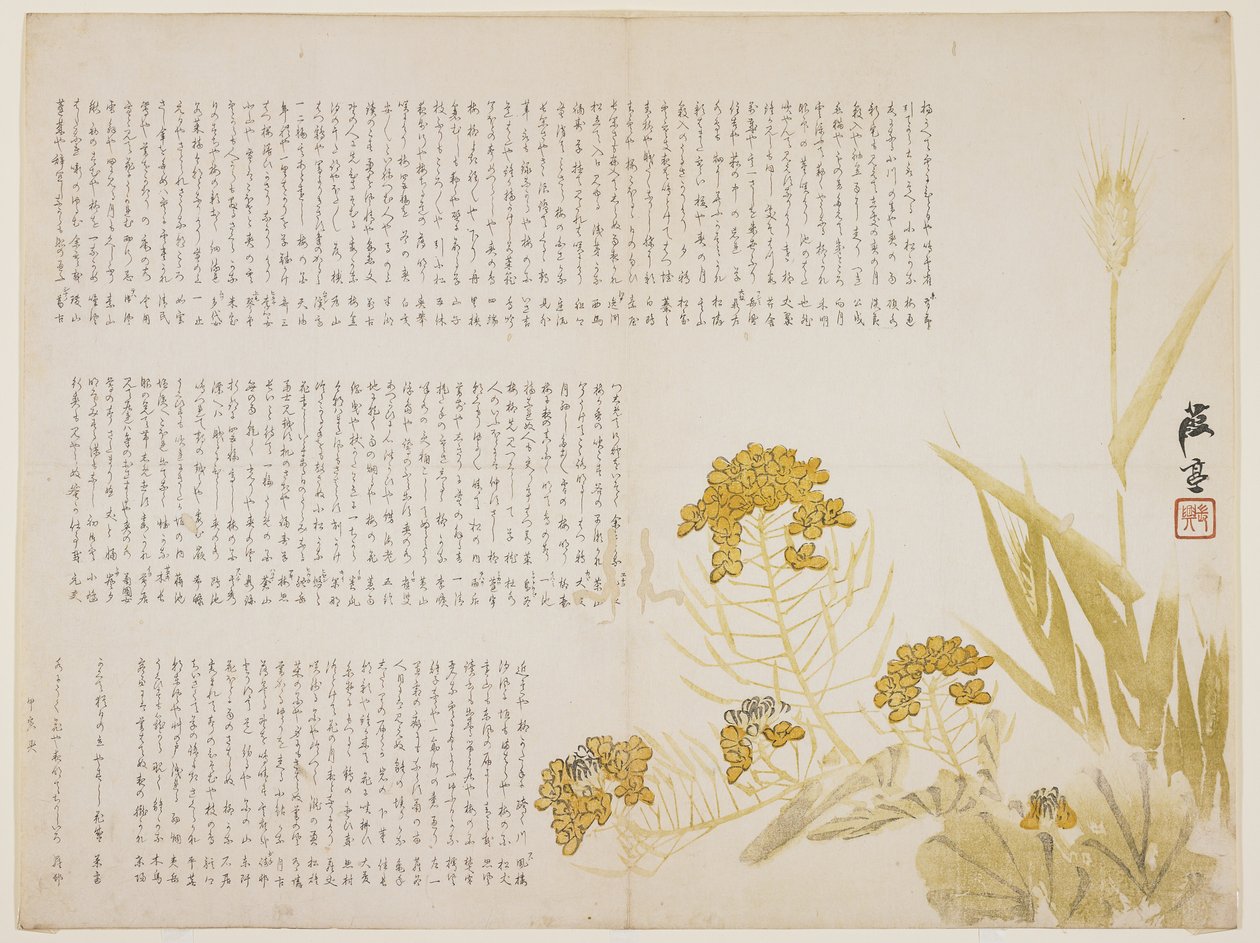 油菜花和小麦，1854年（彩色木版画） 作者 ei井