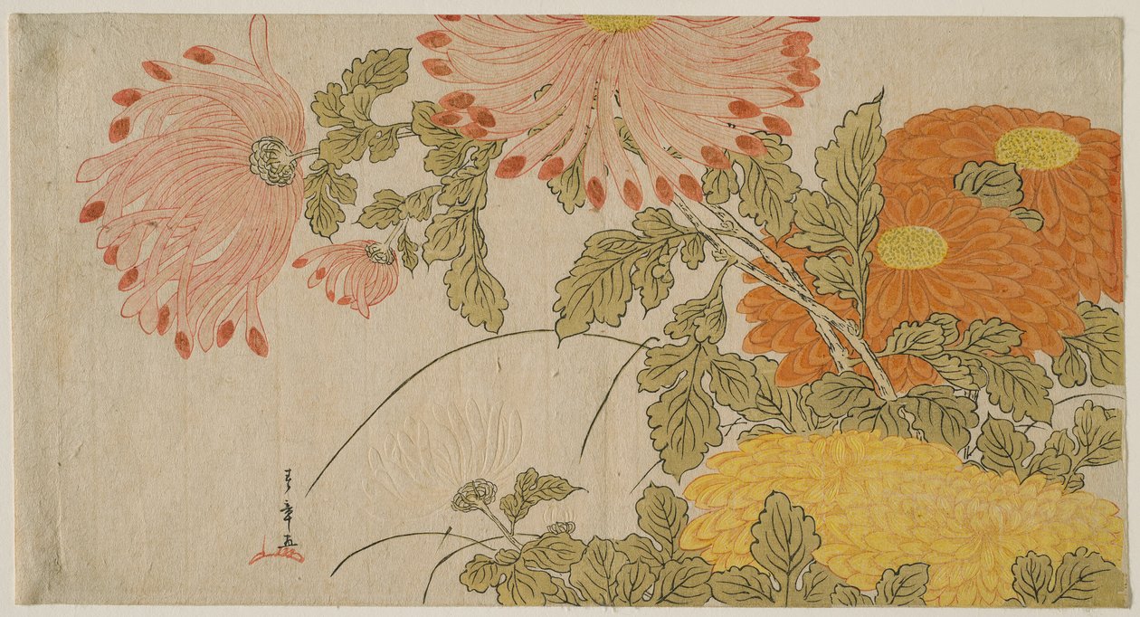 菊花 作者 胜川俊章