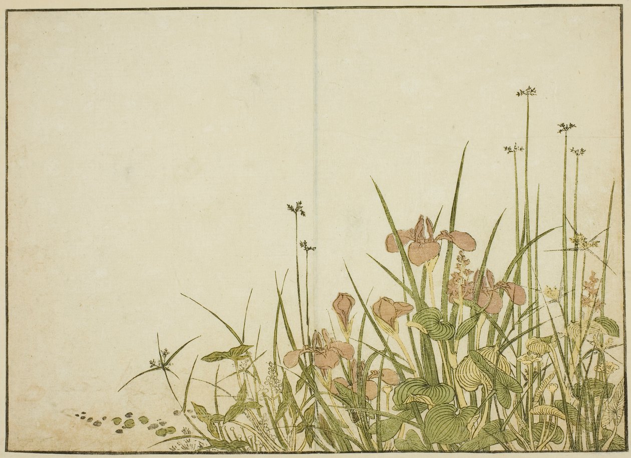 夏花：鸢尾花和水芭蕉，选自《悦己镜》第 1 卷。 作者 胜川俊章