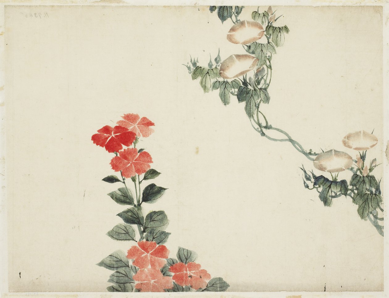 牵牛花和红色的花朵 作者 北斋葛饰（学校）