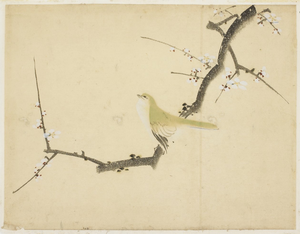 Nightingale on a Plum Branch 作者 北斋葛饰（学校）