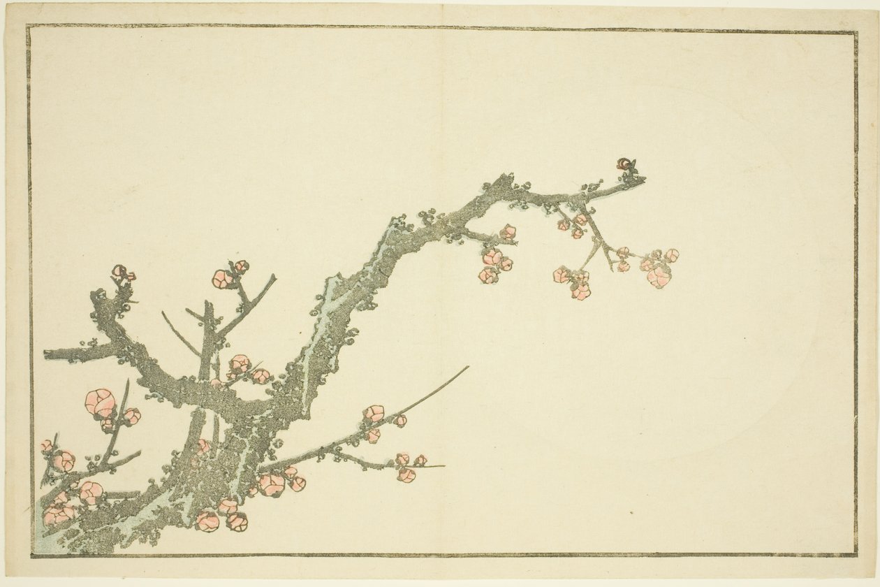 梅花盛开》，选自《北斋写实画集》（北斋写真集） 作者 葛饰北斋