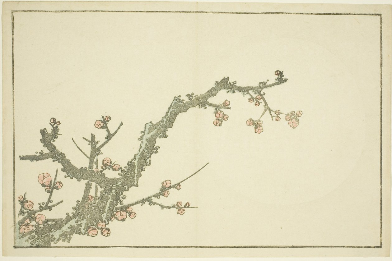 梅花盛开》，选自《北斋写实画集》，约 1814 年（彩色木刻版画（册页 作者 葛饰北斋