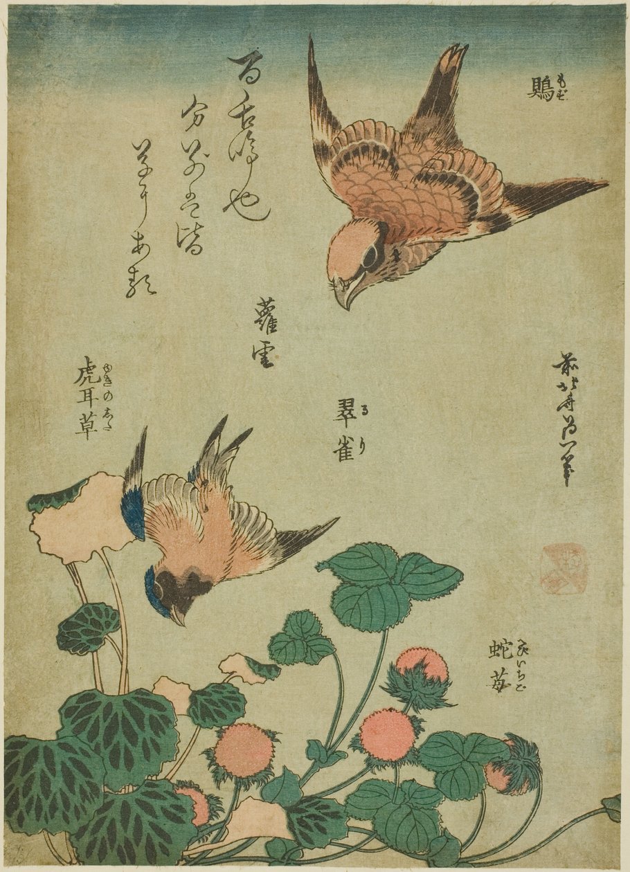 牛头鵙和蓝鸟与虎耳草和野草莓（墨斗、琉璃、雪之下、枇杷），选自无题花鸟系列 作者 葛饰北斋