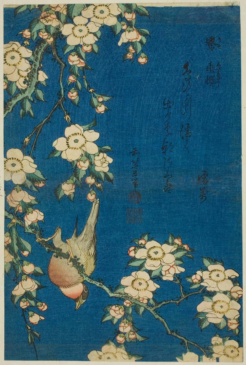 牛雀与垂樱（Uso，shidarezakura），选自无题花鸟系列 作者 葛饰北斋