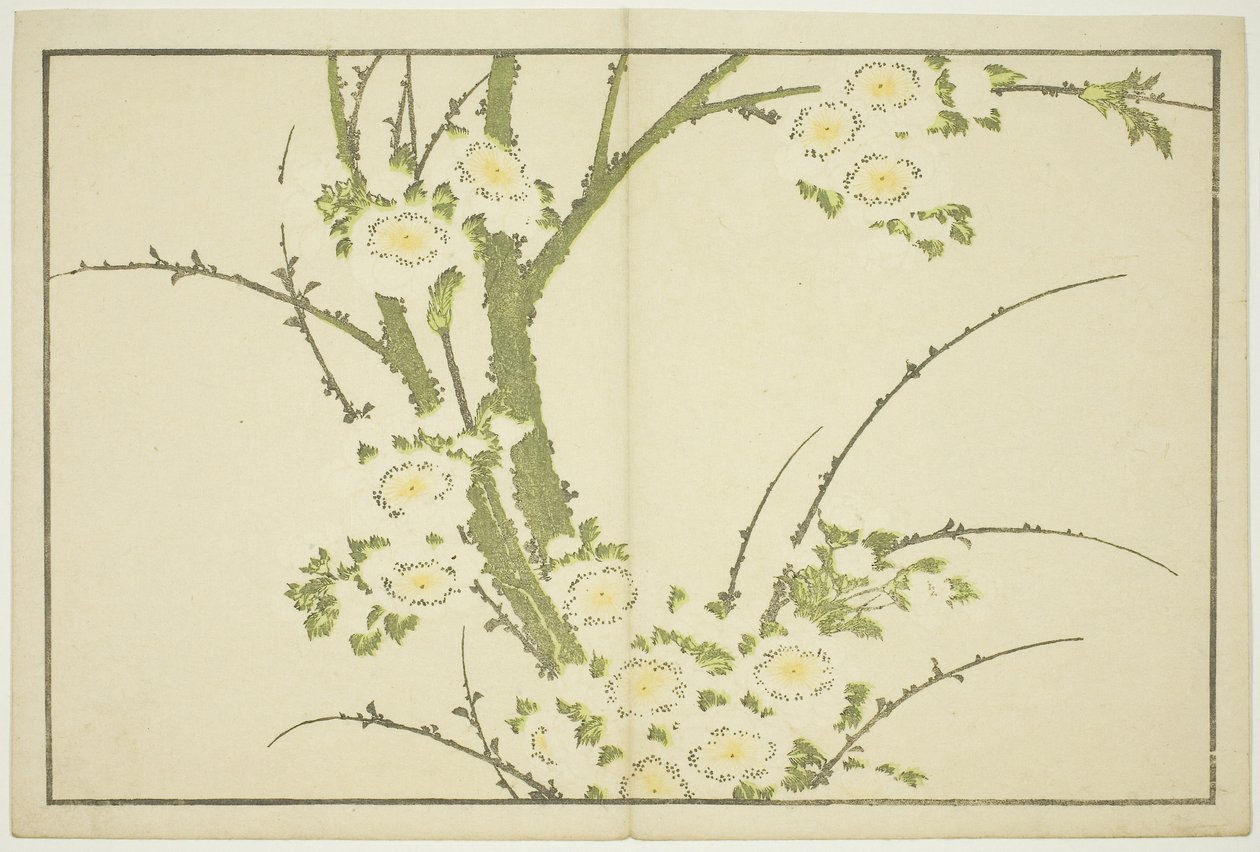 花，选自《北斋写实画集》，约 1814 年（彩色木刻版画（册页 作者 葛饰北斋