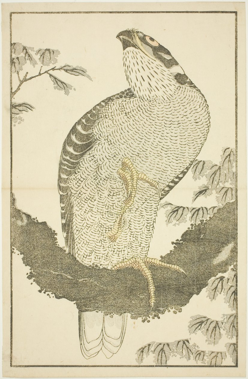 鹰，选自《北斋写实画集》（北斋写真集） 作者 葛饰北斋