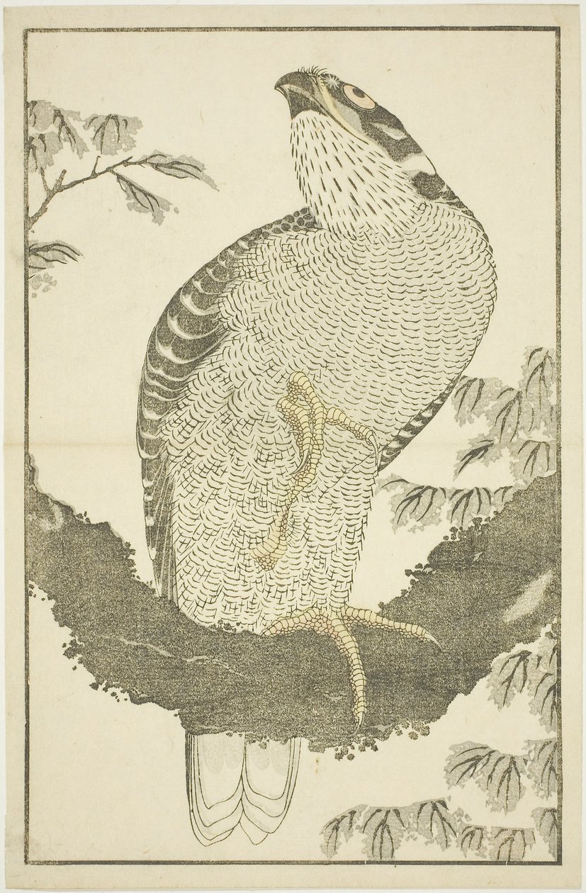 鹰，摘自《北斋写实画册》（Hokusai shashin gafu）。 作者 葛饰北斋