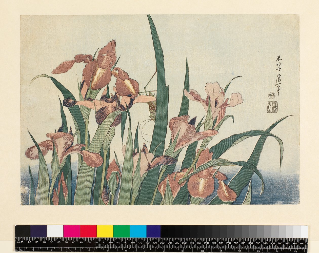 鸢尾花和蚱蜢，酒吧。作者：Nishimura Eijudo，c.1832，（yoko-e-横向格式，彩色木版画） 作者 葛饰北斋