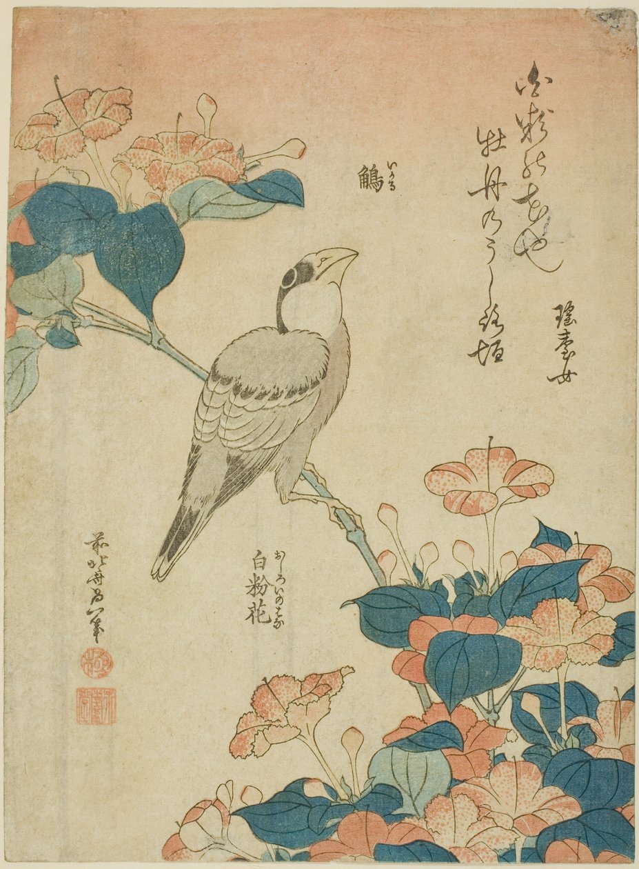 日本画眉鸟和秘鲁的奇迹（Ikaru, oshiroi no hana），选自无题花鸟系列 作者 葛饰北斋