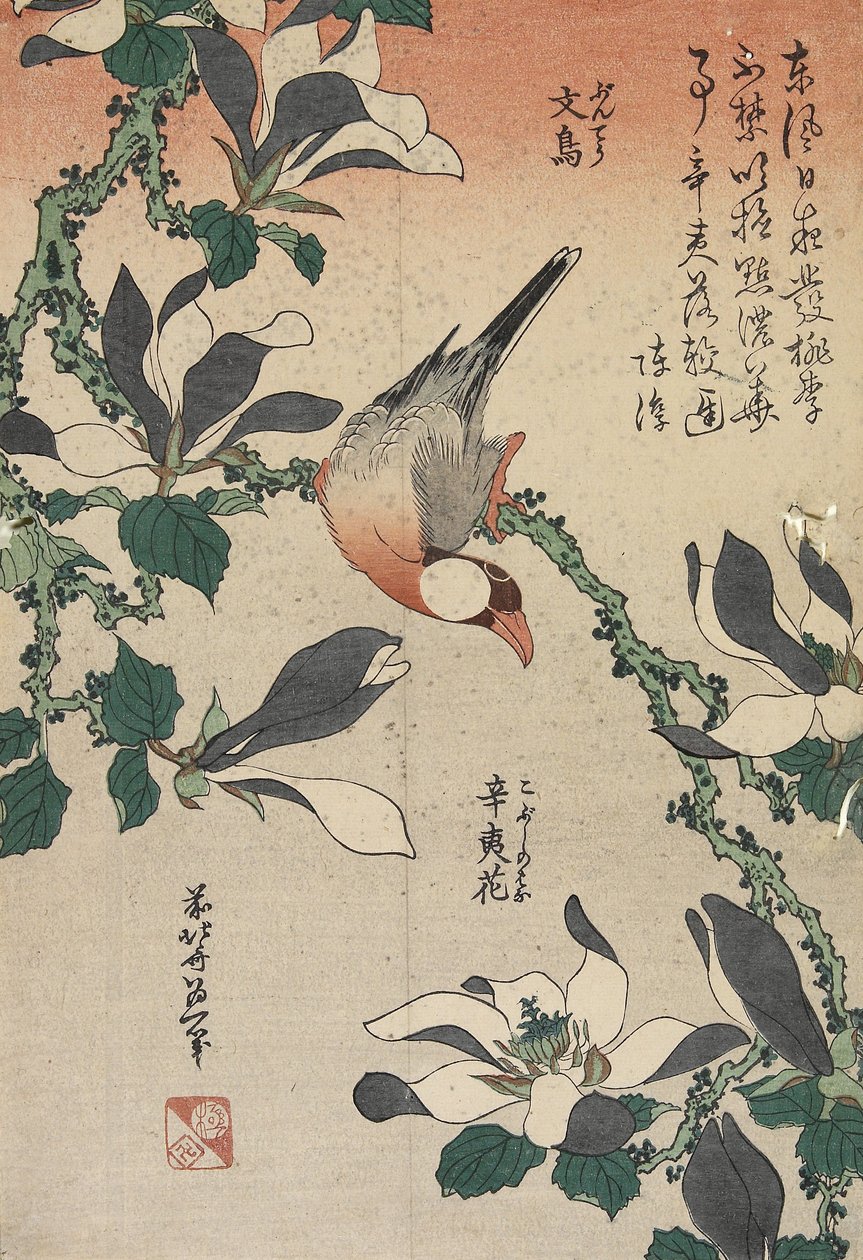 Java Sparrow和Magnolia，c。 1832 作者 葛饰北斋