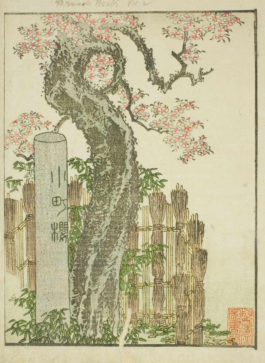 小町樱（Komachi zakura），选自绘本《东方娱乐图鉴》（Ehon Azuma asobi）。 作者 葛饰北斋