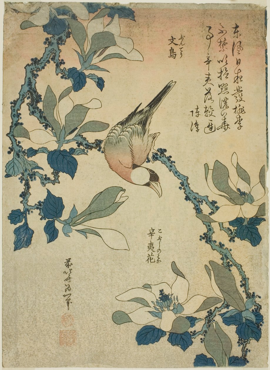稻田鸟和木兰花（Buncho, kobushi no hana），选自无标题花鸟系列 作者 葛饰北斋